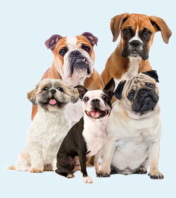 SentrX-DryEye-PredisposedBreeds-2