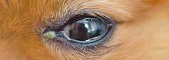 SentrX-DryEye-SignsOfDryEye-Conjuctivitus-2