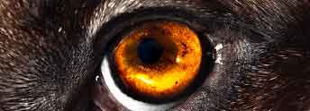 SentrX-DryEye-SignsOfDryEye-DarkPigment