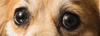 SentrX-DryEye-SignsOfDryEye-DullAppearance