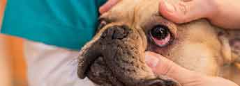 SentrX-DryEye-SignsOfDryEye-Redness